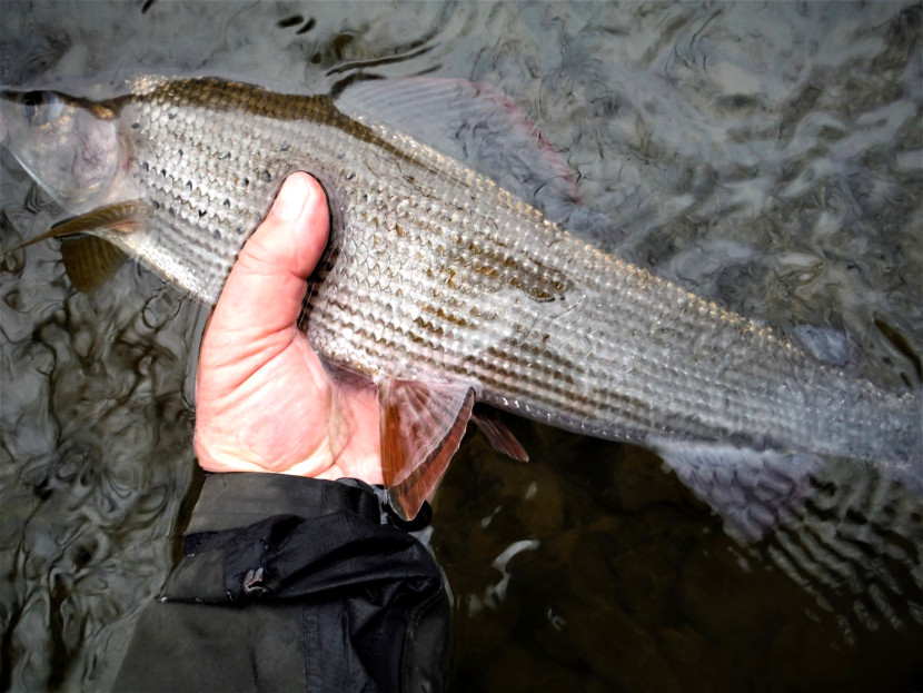 Cefnllysgwynne grayling